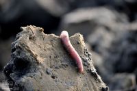 打不成鸟 打沙虫 哇哈哈