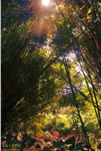 湛江的花竹树叶