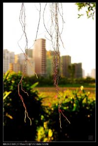 夕阳下的榕树根