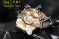 从北海涠洲岛带回的贝壳