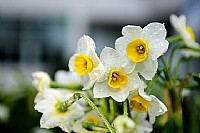 海田花市的水仙花