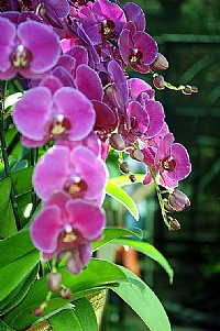 海田花市的蝴蝶兰花