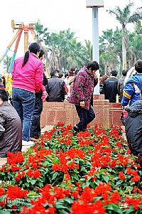 哭泣的花儿(2013年初一海滨公园随拍)之一