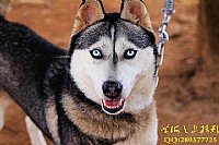 岳父农场我的狗