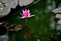 初七到安铺美食节随拍几朵花花