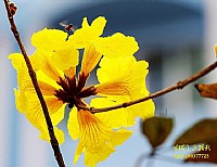 南桥公园花随拍