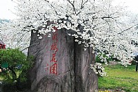 2013年武汉东湖樱花节