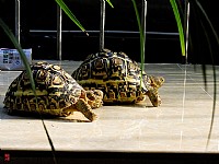 ......达摩与葫芦.......