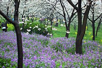 烟雨漫樱花