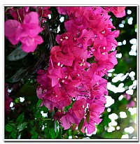 今年湛江的“簕杜鹃”真是艳