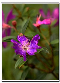 清明节值班拍花几幅