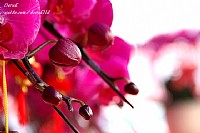 花市剪影 花儿如此多娇