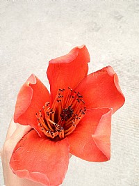 用手机随手拍的小照片