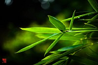 ......清晨的一缕阳光......