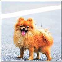 杂片几幅《动植物世界》