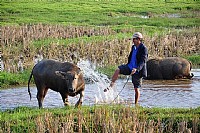 时光倒流，穿越到童真年代的放牛“娃”