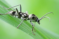 新人贴-偏门爱好微距昆虫