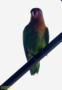 今天阳台飞来只鹦鹉