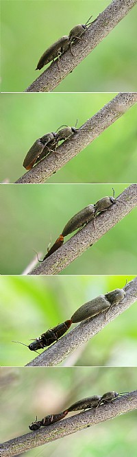 【微距】叩头甲的爱情生活