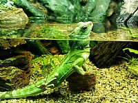 手机也疯狂（动物篇）