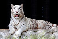 茂名森林公园——动物