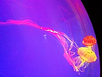 手机也疯狂（水母篇）