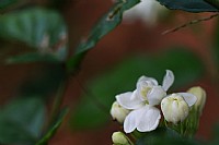 好一朵美丽的茉莉花