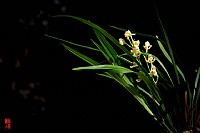 ......癸巳年的学子梅......