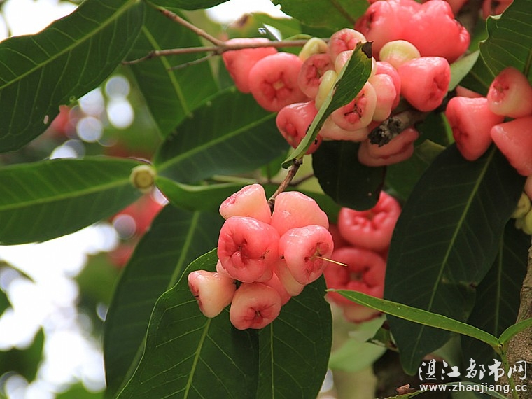 其实就是小时候吃的棉花果吧