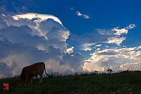 ......五月的佛光......