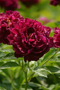 洛阳之行，牡丹