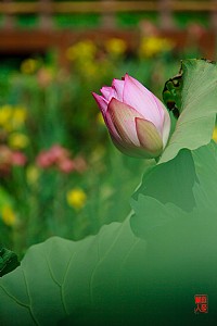 ......初开之荷......