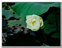 再次欣赏“白荷花”