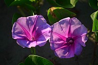 鲎藤，美丽的海边花朵