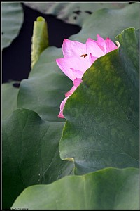 湿地公园的荷花