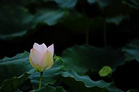 出于淤泥而不染——白荷