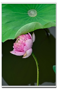 在霞山湿地公园三拍荷花