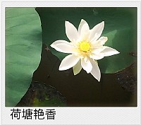 今早偷空去湿地公园用手机拍到的荷花