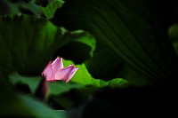 映日荷花别样红