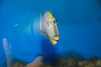 老嘢你好嘢（老嘢寻味）