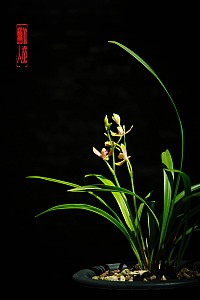 ......夏日的精彩梅......