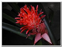 请问各位这是什么花？