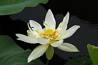 绿塘河的白荷花