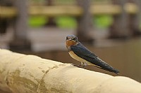 绿塘河湿地公园杂拍