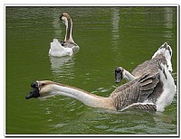 不能上餐桌的鹅呀