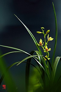 ......夏皇梅盛开......