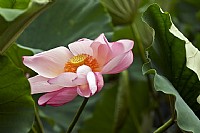 [摄影作品]大风吹乱美人妆