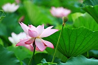 蛤岭荷塘花盛开