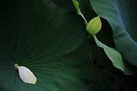 小荷才露尖尖角