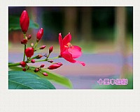 湖光岩小景的感怀